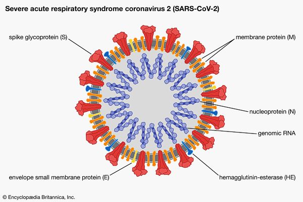 SARS-CoV-2